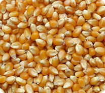 Maize